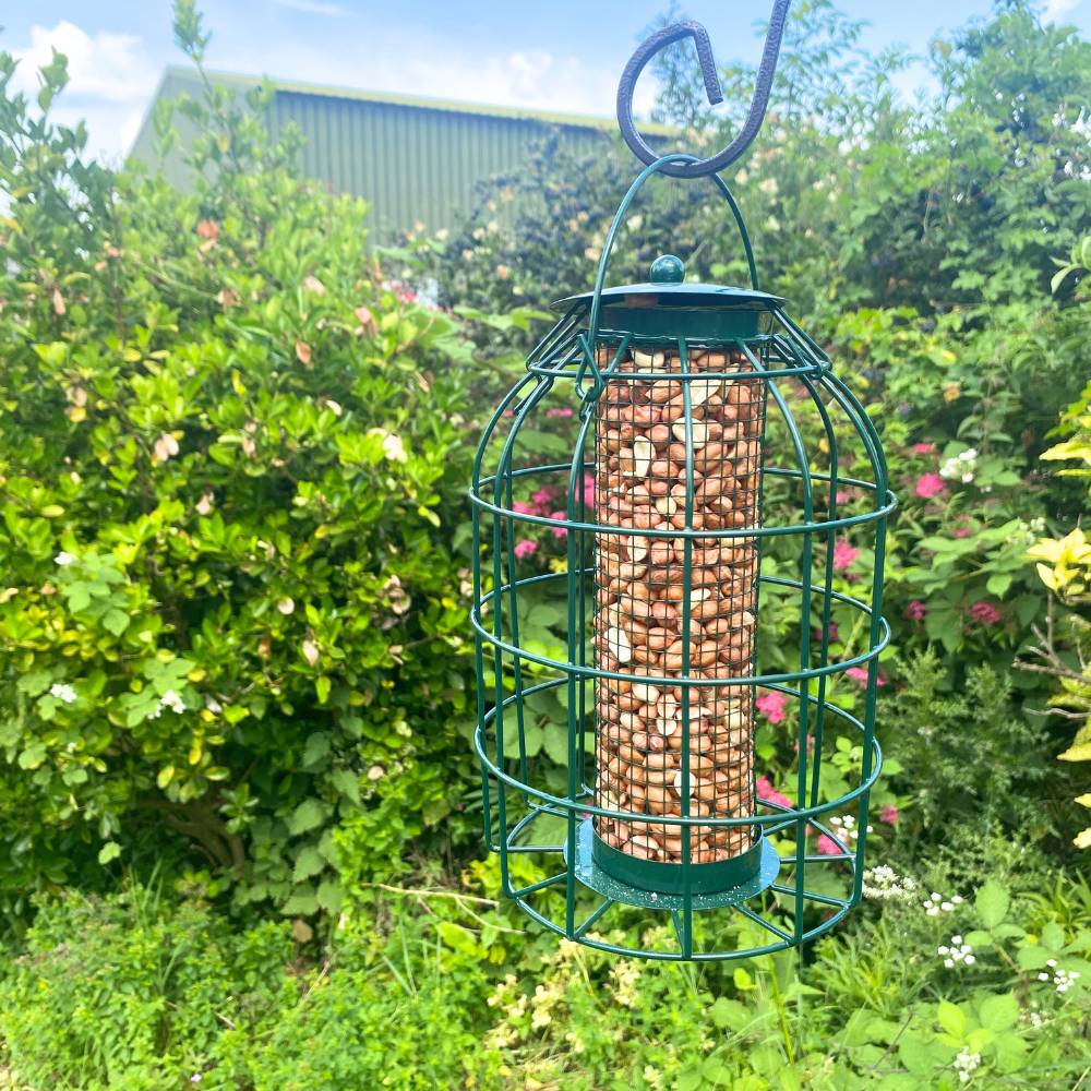 Squirrel Proof Peanut Feeder & Peanuts for Birds